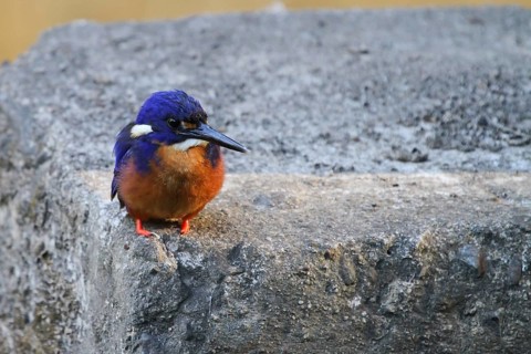 Azure Kingfisher (Ceyx azureus), Queensland, Australia