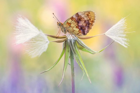 Marbled Fritillary (Brenthis daphne) butterfly male on blossom, Rhineland-Palatinate, Germany