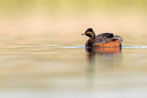 Black-necked Grebe (Podiceps nigricollis), Castile-La Mancha, Spain