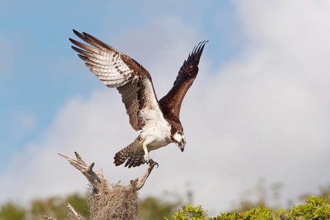 Western Osprey (Pandion haliaetus) perched on a branch, Florida, USA