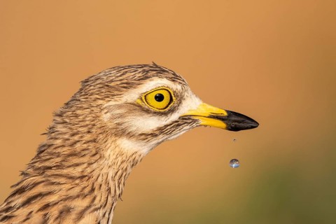 Eurasian Stone-curlew (Burhinus oedicnemus), Castile-La Mancha, Spain