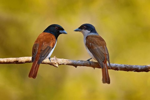Rufous vanga, Schetba rufa, bird endemic to Madagascar. Male and female of red black vanga sitting