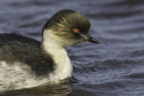 Silvery Grebe (Podiceps occipitalis), Falkland Islands