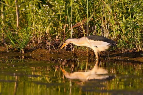 Little Bittern (Ixobrychus minutus) male foraging, Greece