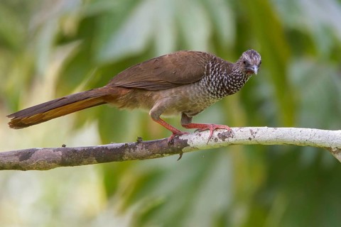 Speckled Chachalaca (Ortalis guttata) perched on a branch in Manu National Park, Peru