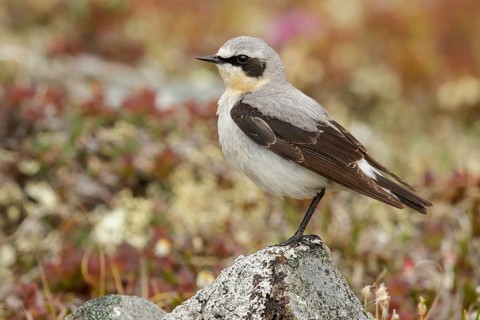 Northern Wheatear (Oenanthe oenanthe) perched on the tundra in Nome, Alaska