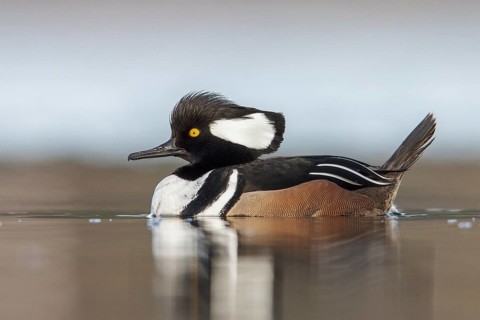 Hooded Merganser (Lophodytes cucullatus) in the ocean near Victoria, British Columbia, Canada