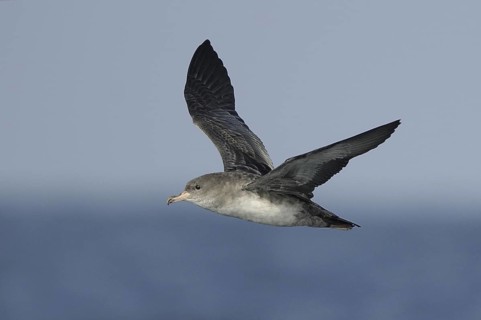 Pink-footed Shearwater (Ardenna creatopus), Washington, USA