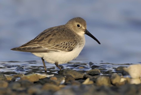 Dunlin (Calidris alpina), Canada
