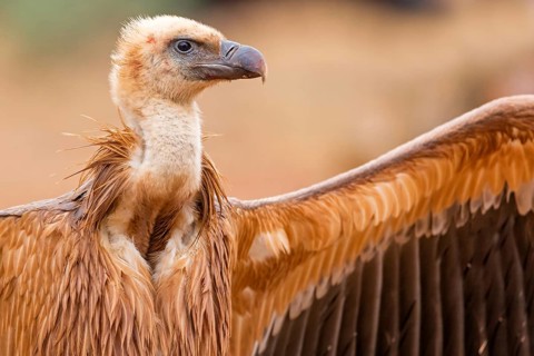 Gänsegeier, Eurasian Griffon Vulture, Griffon Vulture, Eurasian Griffon, Gyps fulvus, Vautour