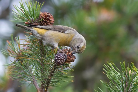 Common Crossbill - Fichtenkreuzschnabel - Loxia curvirostra ssp. curvirostra, Germany, adult