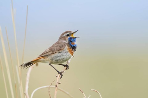 Bluethroat - Blaukehlchen - Cyanecula svecica ssp. pallidogularis, Kazakhstan, adult male