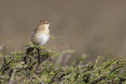 Common Grasshopper Warbler - Feldschwirl - Locustella naevia ssp. straminea, Kyrgyzstan