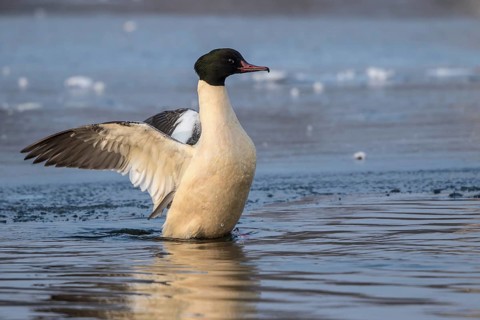 Common Merganser (Mergus merganser) male flapping, Mecklenburg-Western Pomerania, Germany