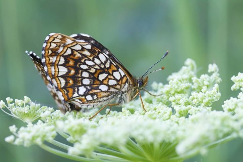 Melitaea diamina - False heath Fritillary - Baldrian-Scheckenfalter, Austria, imago