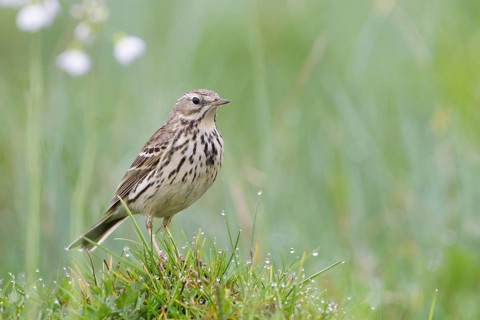 Meadow Pipit - Wiesenpieper - Anthus pratensis ssp. pratensis, Poland