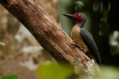 Ashy Woodpecker (Mulleripicus fulvus) male climbing up tree trunk, North Sulawesi, Indonesia