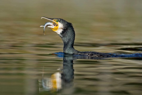 Great Cormorant (Phalacrocorax carbo) feeding on Eurasian perch (Perca fluviatilis), Piedmont,