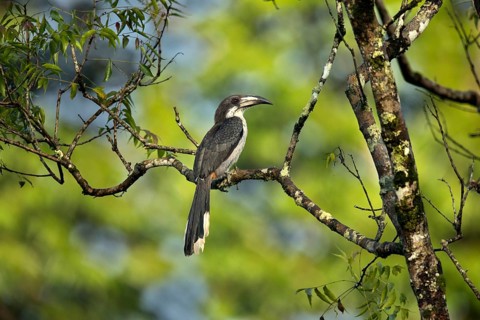 Sri Lanka Grey Hornbill (Ocyceros gingalensis) female perched on a branch, Kutugala, Sri Lanka