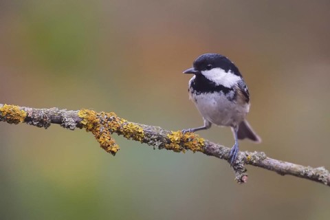 Coal Tit (Periparus ater) perched on a branch, Netherlands