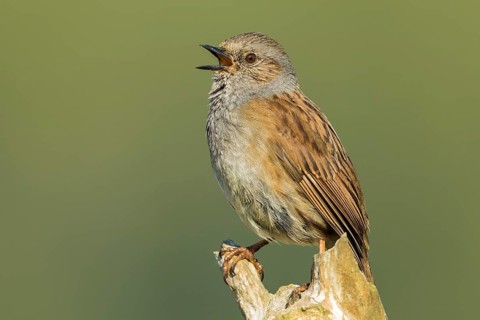 Dunnock (Prunella modularis) singing from a branch, Baden-Wuerttemberg, Germany