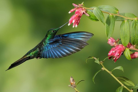 Great Saphirewing (Pterophanes cyanopterus) flying and feeding at a flower in the mountains of