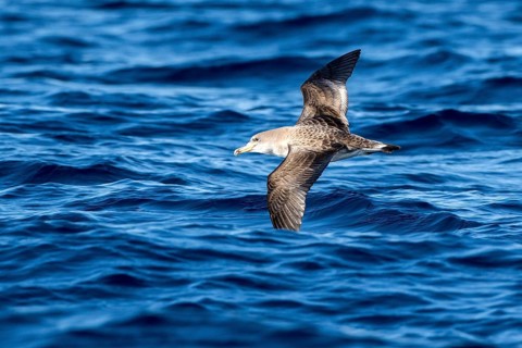 Cory's Shearwater (Calonectris borealis) flying, Ibiza, Spain