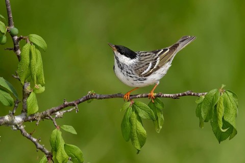Blackpoll Warbler (Setophaga striata) male perched on a branch, Texas, USA
