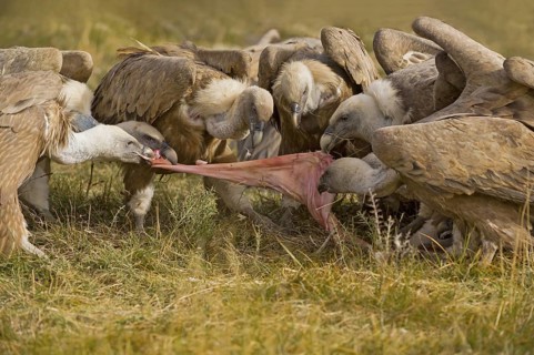 Griffon Vulture (Gyps fulvus) group feeding, Catalonia, Spain