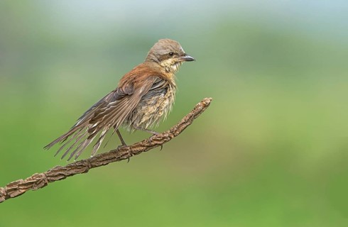 Red-backed Shrike (Lanius collurio) male drying feathers after bathing, Aosta Valley, Italy