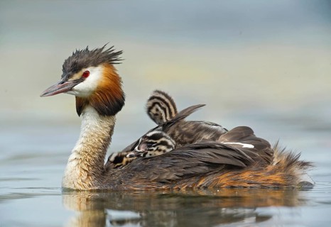 Great Crested Grebe (Podiceps cristatus) with chick, Piedmont, Italy