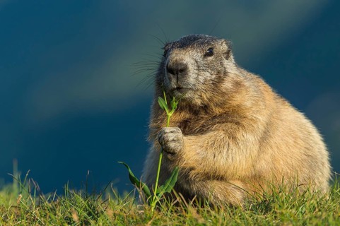 Alpine Marmot (Marmota marmota) adult foraging, High Tauern National Park, Carinthia, Austria