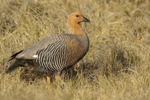 Upland Goose (Chloephaga picta) perched on the ground in the Falkland Islands