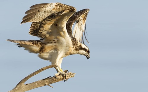 Western Osprey (Pandion haliaetus) young perched on a branch, Mallorca, Spain