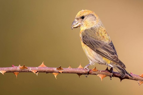 Red Crossbill (Loxia curvirostra) male perched on a branch, Aragon, Spain
