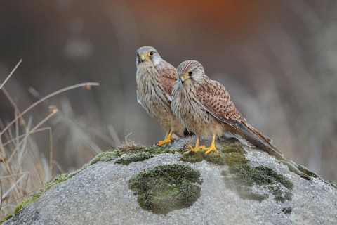 Turmfalke, lat. Falco tinnunculus, zwei Jungvögel nebeneinander versetzt auf einem Felsen stehend