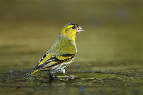 Sijs drinkend op ijs, Siskin drinking on ice