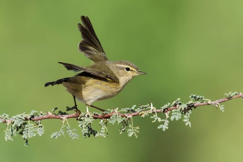 Common Chiffchaff (Phylloscopus collybita), Eilat, Israel