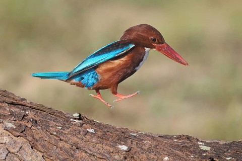 White-throated Kingfisher (Halcyon smyrnensis) hopping, Penang, Malaysia