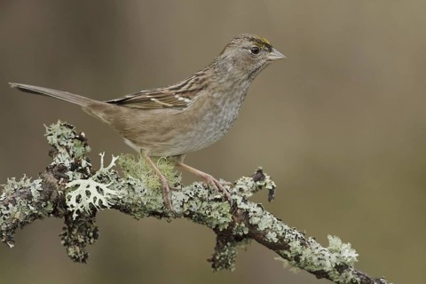 Golden-crowned Sparrow (Zonotrichia atricapilla), British Columbia, Canada