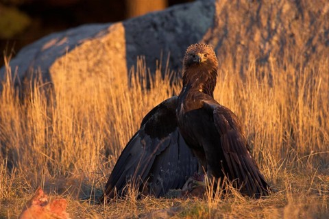 Golden Eagle (Aquila chrysaetos) female, Madrid, Spain