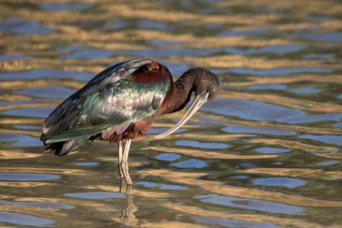 Glossy Ibis (Plegadis falcinellus) foraging, Queensland, Australia