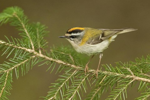Common Firecrest (Regulus ignicapilla), St. Gallen, Switzerland