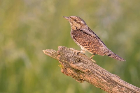 Eurasian Wryneck (Jynx torquilla) perched on an old tree trunk, Poland