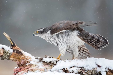 Northern Goshawk (Accipiter gentilis) male perched on a snowy tree trunk, Bialowieca National Park,