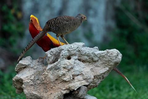 Golden Pheasant (Chrysolophus pictus) pair perched on a rock, Shanxi, China