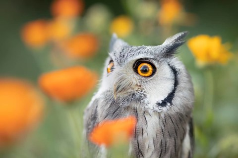 Southern White-faced Owl (Ptilopsis granti) captive, among flowers, Germany