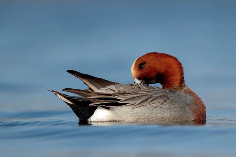Eurasian Wigeon (Mareca penelope) male, Utrecht, Netherlands