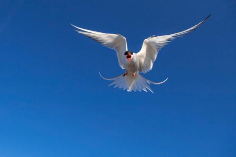 Arctic Tern (Sterna paradisaea) flying, Schleswig-Holstein, Germany