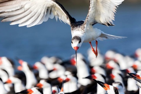 Black Skimmer (Rynchops niger) group, Santa Rosa, Guatemala